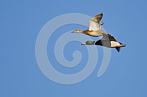 Pair of Mallard Ducks Flying in a Blue Sky