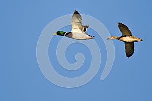 Pair of Mallard Ducks Flying in a Blue Sky