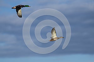 Pair of Mallard Ducks Flying in a Cloudy Sky