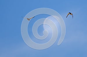 Pair of Mallard Ducks Flying Past the Moon in a Blue Sky