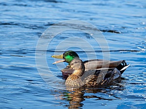 Pair of mallard ducks male and female are swimming together in a river