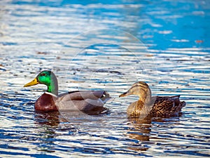 Pair of mallard ducks male and female are swimming together in a river