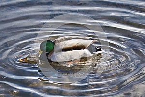 Pair of mallard ducks mating in the lake.  Burnaby Canada