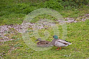 Pair of mallard ducks