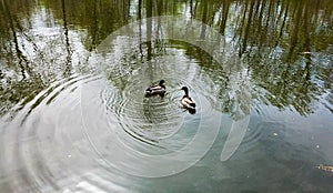 A Pair of Mallard Ducks in Prospect Park