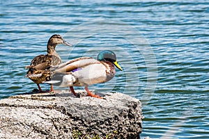 A pair of mallard ducks on the shorelines of San Francisco bay area, California