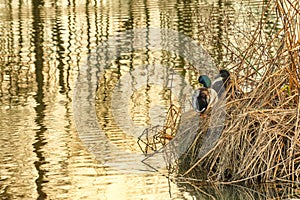 Pair of Mallard Ducks sit on edge of pond