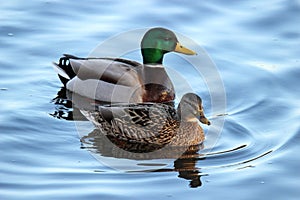 A Pair of Mallard Ducks Swimming on a Pond photo