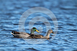 A Pair of Mallard Ducks Swimming Together on a Blue Lake