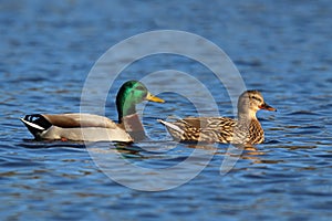 A Pair of Mallard Ducks Swimming Together in Winter