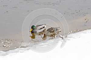 Pair of Mallard ducks swims in river Neris at winter.