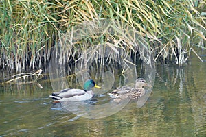 A pair of mallard