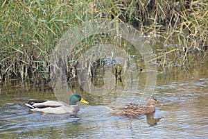 A pair of mallards