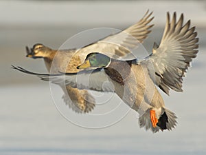 Pair of Mallards