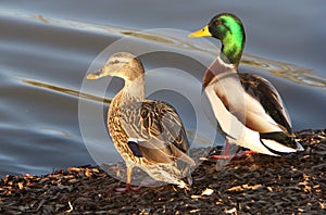 Pair of Mallards photo