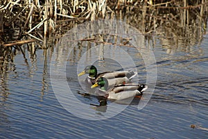 A pair of mallards