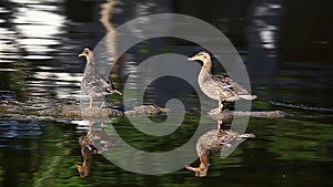 A Pair of Mallards, Anas platyrhynchos