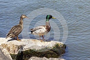 The pair of Mallards Anas platyrhynchos is a dabbling duck