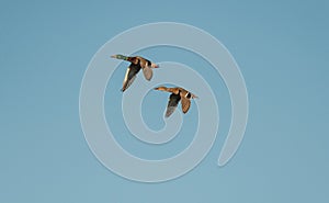 Pair of mallards (Anas platyrhynchos) photo