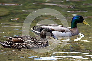 Pair of mallards Anas platyrhynchos swimming