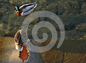 Pair of Mallards, ducks, relax in the lake