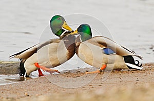 A pair Mallards fighting on icy river