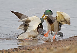 A pair Mallards fighting on icy river