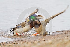 A pair Mallards fighting on icy river