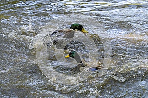 A pair of Mallards fighting on a lake in Sussex
