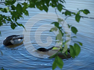 A Pair of Mallards fish in a Cove of Shallows