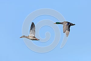 Pair of Mallards in Flight