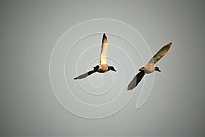 Pair of mallards in flight with a grey sky background