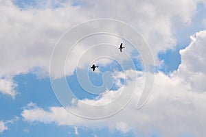 A pair of mallards flying in the spring sky