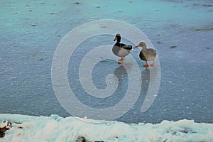 Pair of Mallards on an icy pond
