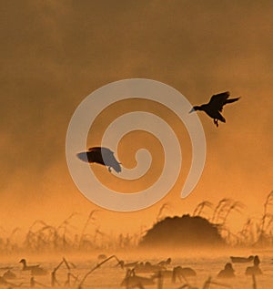 A pair of Mallards land in the fog at sunrise