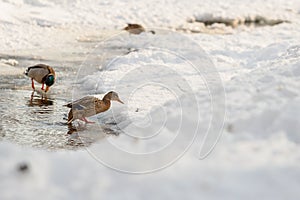 a pair of mallards looking for food in the snow near a pond in winter