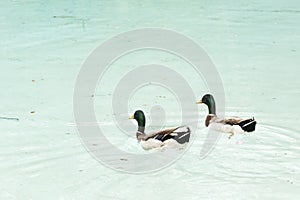 Pair of mallards real bird