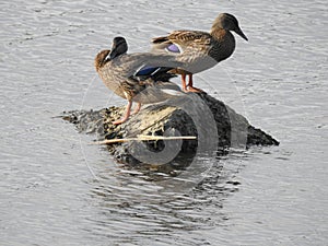 A pair of mallards standing on a rock in a river