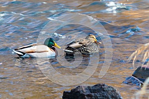 pair of mallards on the water - a male and female ducks