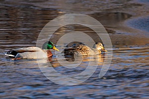 pair of mallards on the water - a male and female ducks