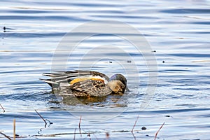 A pair of mallards on the water - a male and female wild ducks in Barr Lake State Park