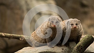 A pair of mammals