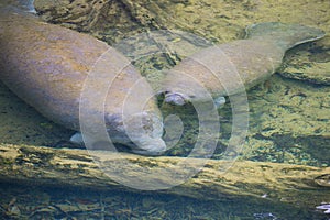 Pair Of Manatees In Clear Water photo