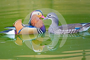 A pair of mandarin duck