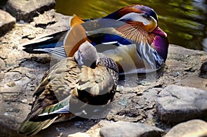 Pair of Mandarin Duck