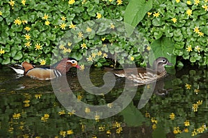A pair of Mandarin Duck Aix galericulata swimming in a stream, with a backdrop of celandine flowers and their reflections show