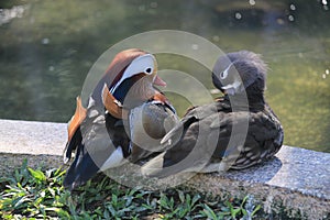 A pair of mandarin duck resting in front a lake pond photo