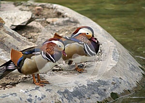 Pair of Mandarin ducks