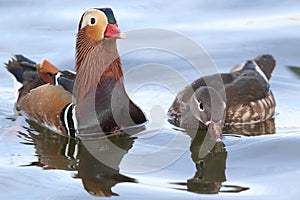 Pair of mandarin ducks during breeding season