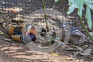 Pair of Mandarin Ducks in Captivity photo